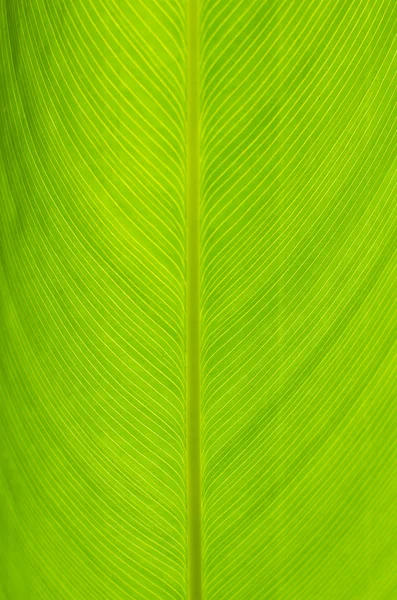 yaprak yakın çekim