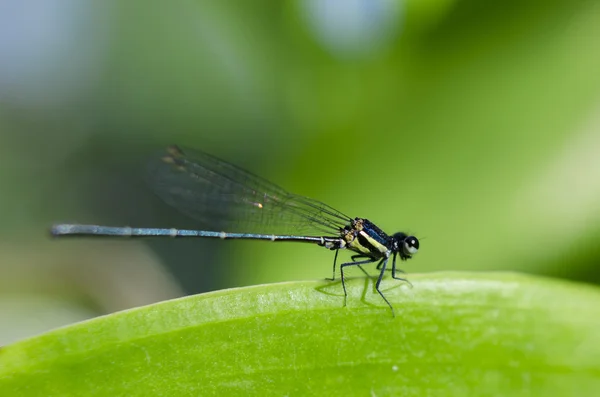 A dragonfly on leaf — Stock Photo, Image