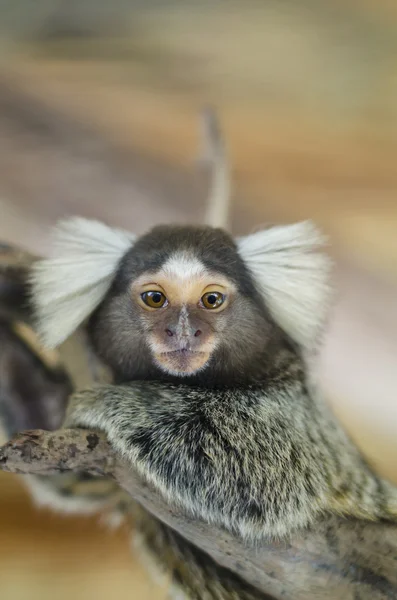 Ortak marmoset veya beyaz kulaklı marmoset