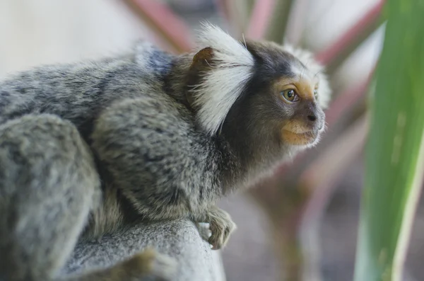 ortak marmoset