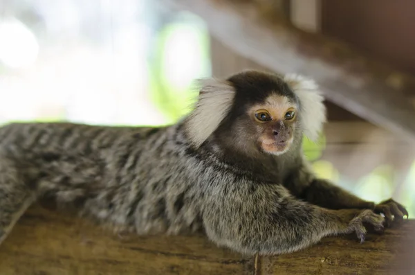 Marmoset comune — Foto Stock