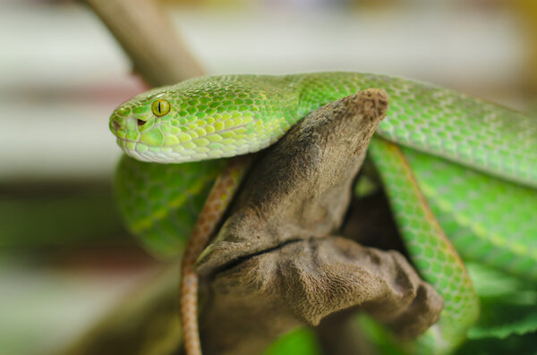 green snake