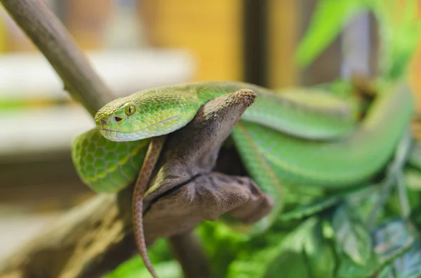 Büyük gözlü yeşil kesimlerinde bulunan çukur engerek