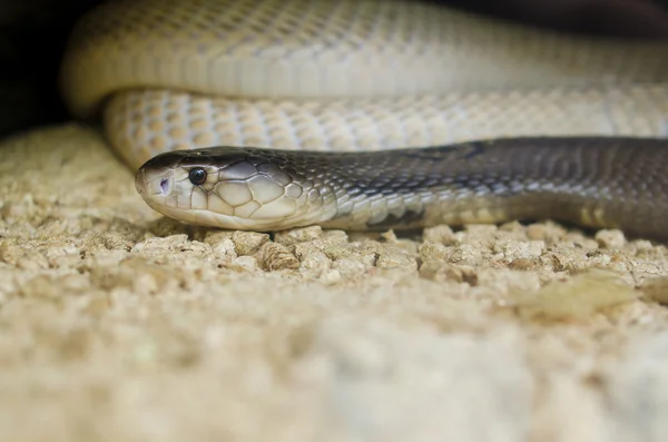 Cobra snake flicking tongue — Stock Photo, Image