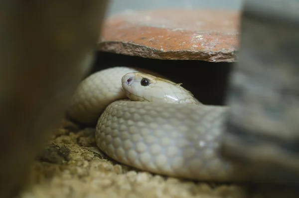 Cobra snake flicking tongue — Stock Photo, Image