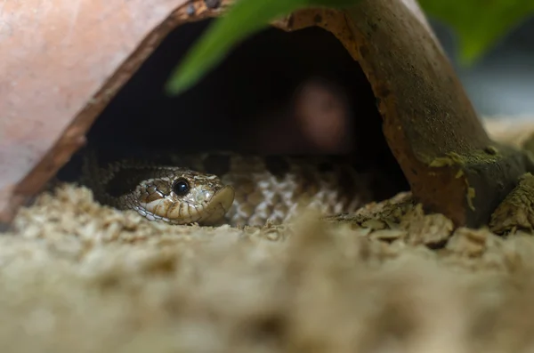 Eastern Hog-nosed Snake — Stock Photo, Image