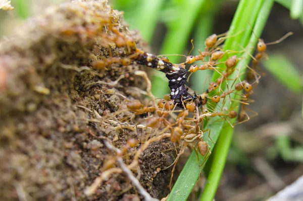 Grupo de hormigas atacando un gusano — Foto de Stock