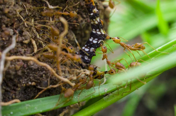 Gusano de lucha contra las hormigas rojas — Foto de Stock