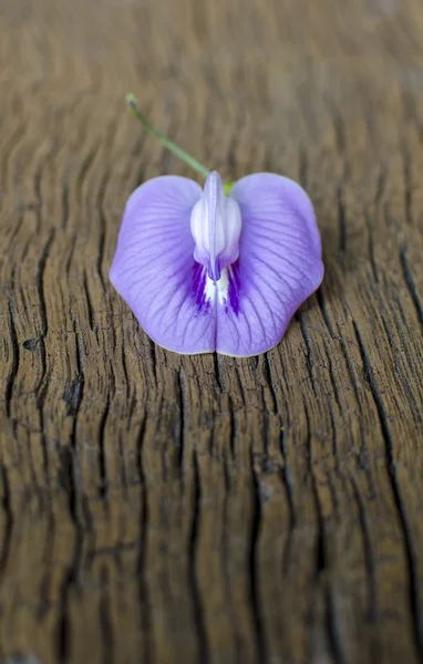 Farfalla pisello legno fondo — Foto Stock