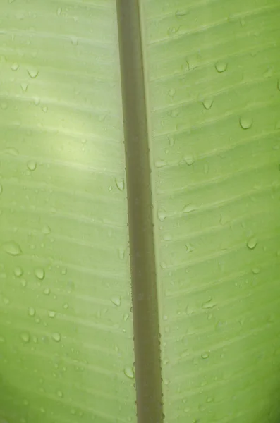 Rain drop on green banana leaf background — Stock Photo, Image