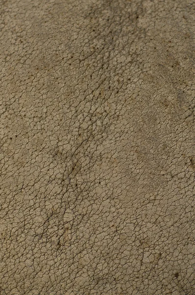 Rhino skin texture background — Stock Photo, Image