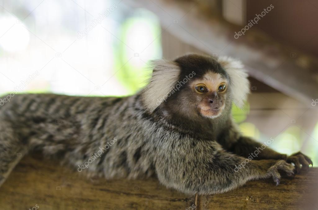 Common marmoset