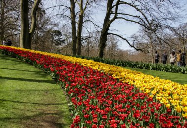 kırmızı ve sarı laleler