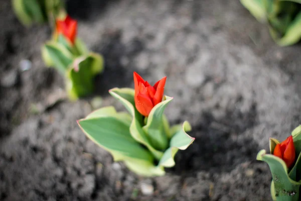 Jeune fleur de tulipe — Photo