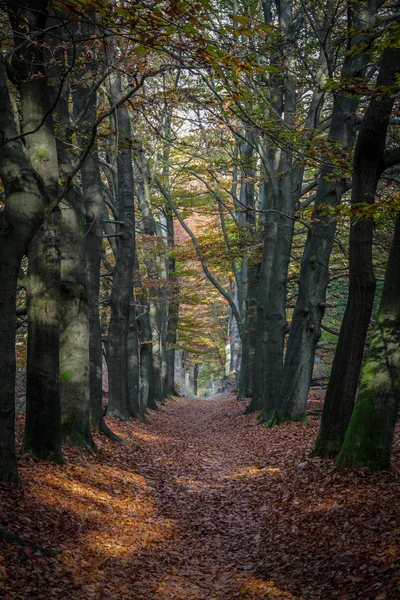 Forêt d'automne aux Pays-Bas — Photo