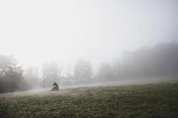 Cheval solitaire assis sur le terrain dans le brouillard. — Photo