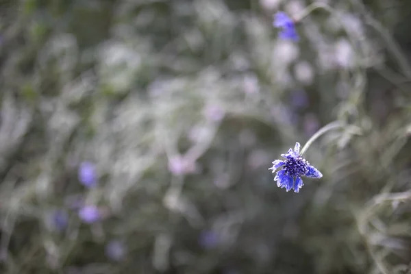 Donmuş yalnız çiçek.