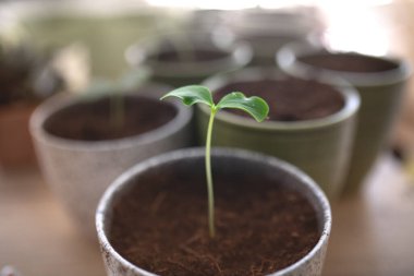 Otun içinde büyüyen taze tohum..