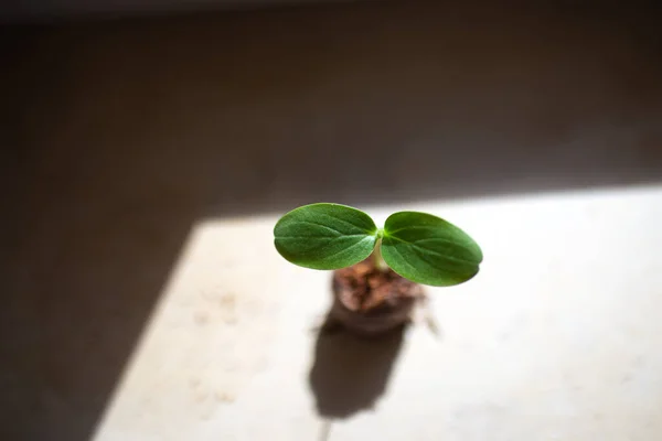 Otun içinde büyüyen taze tohum..