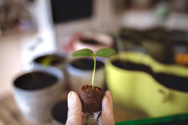 Salatalık tohumları. Bir kadının ellerinde salatalık tohumu..