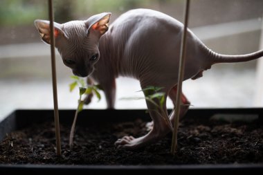 Kokuşmuş kedi elinde domates bitkisiyle kutuda yürür..