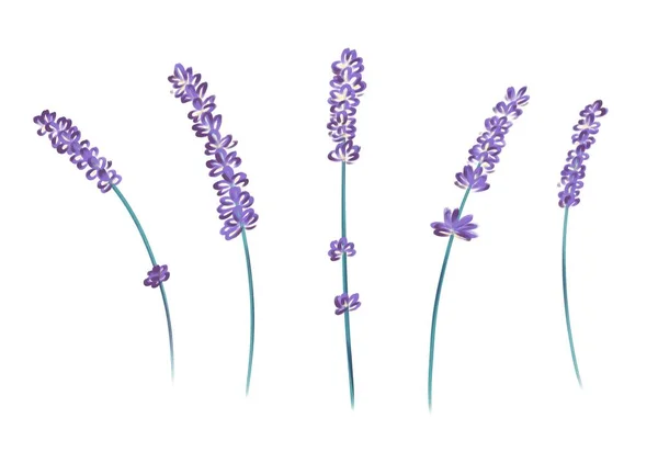 Ritade Kvistar Lavendel Dekorativa Element — Stockfoto