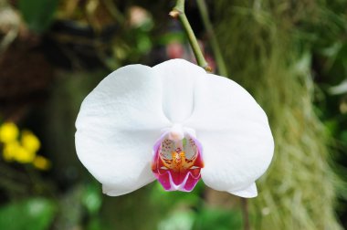 Doğal güzel beyaz orkide
