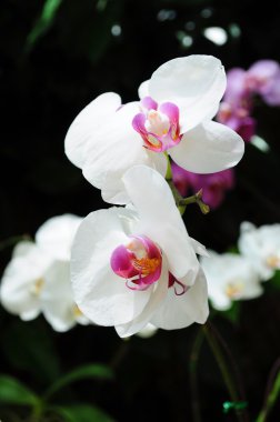 Doğal güzel beyaz orkide