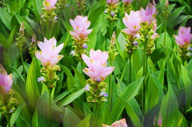 pembe siam Lale bahçesinde