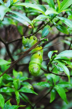 Yeşil solucan ağaç üzerinde