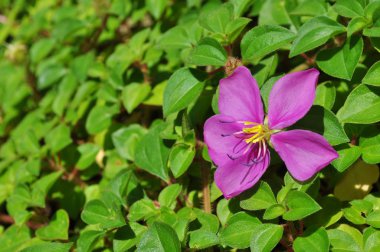 Yeşil arka planda mor çiçek