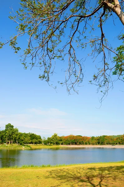 Landscape - Lake view, trees and blue sky — Stock Photo, Image
