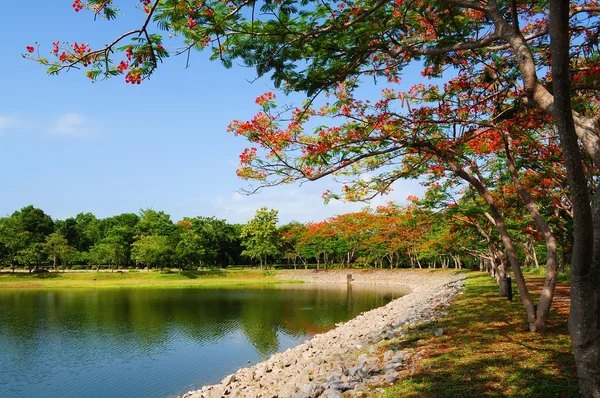 Pond surrounded by  Peacock Crest trees — Stock Photo, Image