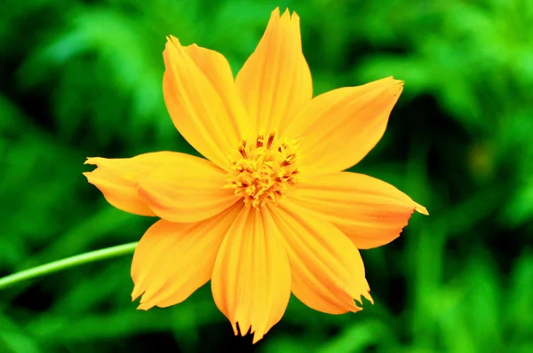 Yellow cosmos flower with green background — Stock Photo, Image