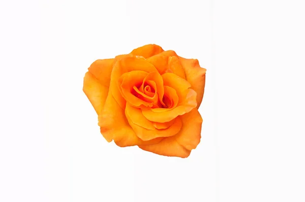 Rosa naranja sobre fondo blanco aislado — Foto de Stock