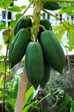 Yeşil papaya ağaç üzerinde