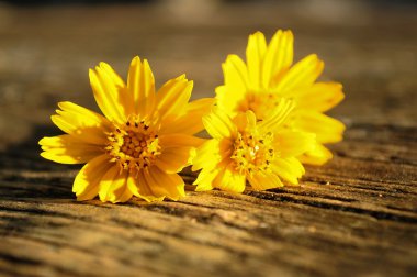 Ahşap masaya sarı Compositae çiçek