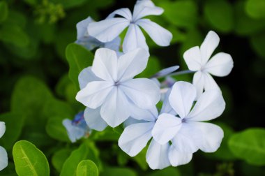 Mavi Plumbago çiçek ve yeşil yaprakları