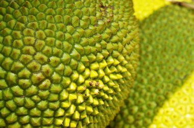 Jack meyve doku ve arka plan