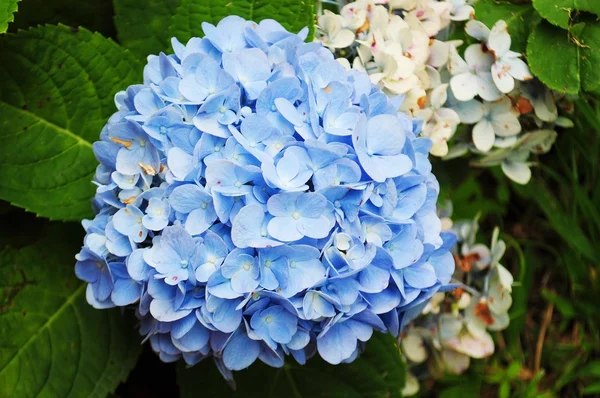 Blue and white Hydrangea flowers — Stock Photo, Image