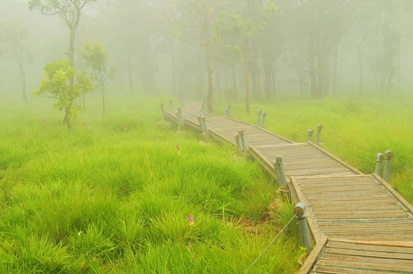 Pink Siam Tulip in foggy Green Forrest — Stock Photo, Image