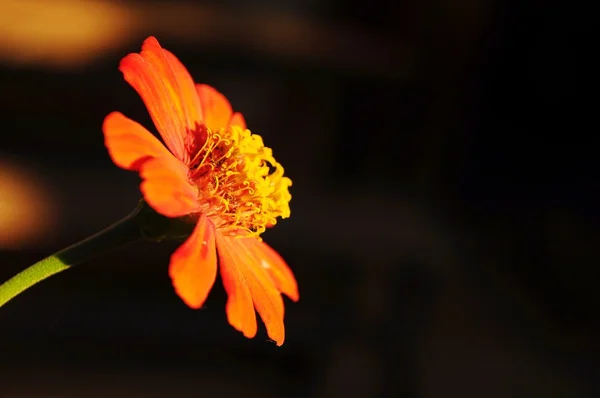 Orange Zania flower on dark background — Stock Photo, Image