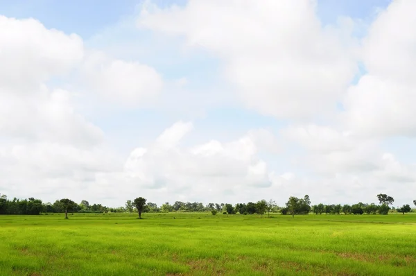 Campo verde y cielo —  Fotos de Stock