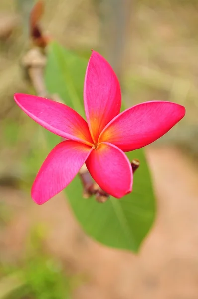 Hermosa flor de frangipani rosa —  Fotos de Stock