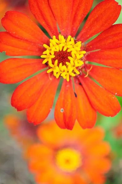 Close-up shot van Oranje zinnia bloem — Stockfoto