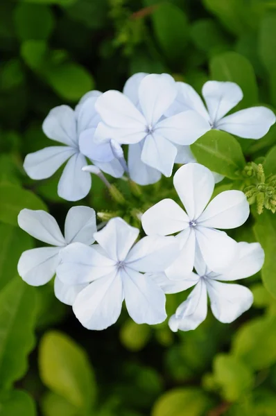 Blue Plumbago flower and green leaves — Stock Photo, Image