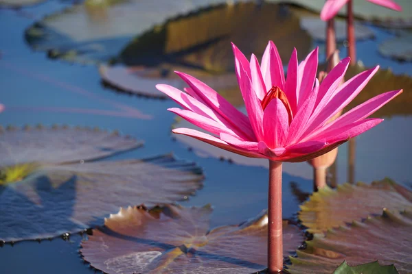 Rosafarbener Lotus im Teich Stockbild