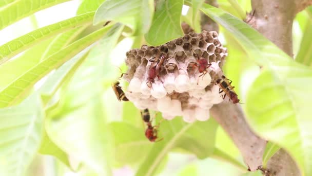 Wespen zijn nest en larven binnen — Stockvideo