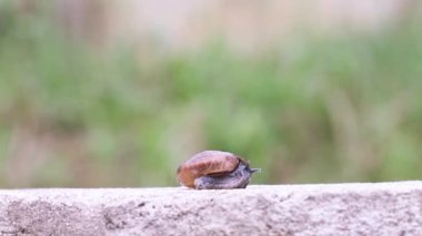 Salyangoz beton duvar yavaşlama.