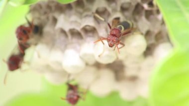 Eşekarısı yuvası ve larva içinde vardır